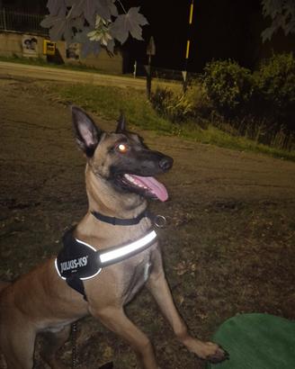malinois da monta