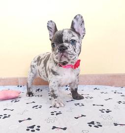 Cucciola di bulldog francese blu merle