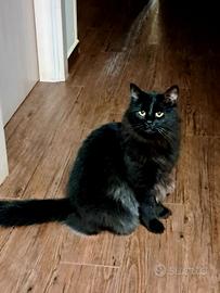 Gattino di 4 anni femmina