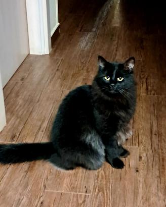 Gattino di 4 anni femmina
