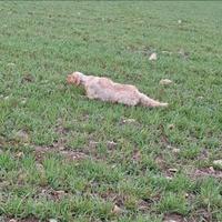 Setter inglese femmina