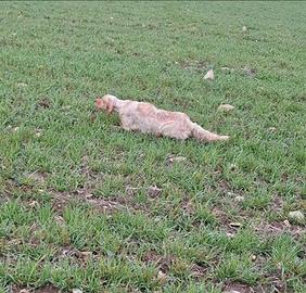 Setter inglese femmina