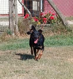 Up, dolcissimo pincherino