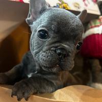 Bulldog francese lilac
