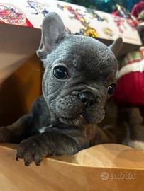 Bulldog francese lilac