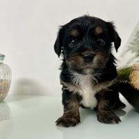 Cucciolo maschio di Morkie