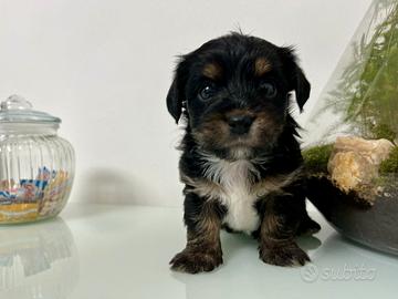 Cucciolo maschio di Morkie