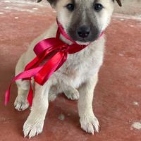 Cane cucciolo vaccinato dolce adotta meticcio