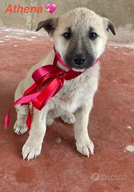 Cane cucciolo vaccinato dolce adotta meticcio
