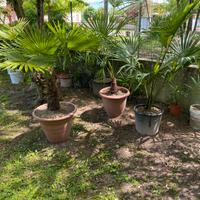 Palme