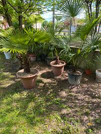 Palme