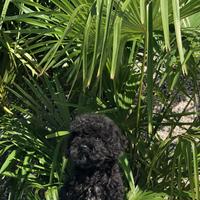 Cucciolo di barboncino