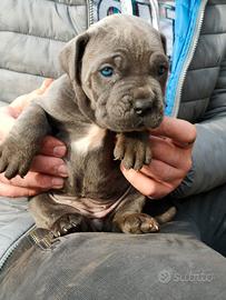 Cuccioli cane corso
