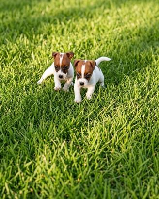 Jack russel
