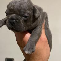 Cuccioli di bulldog francesi