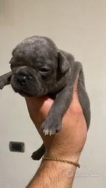 Cuccioli di bulldog francesi