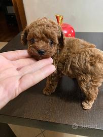 Barboncini di tre mesi Red e fulvi