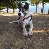 Cane intelligente