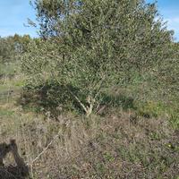 Piante Ulivo