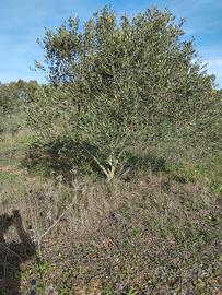 Piante Ulivo