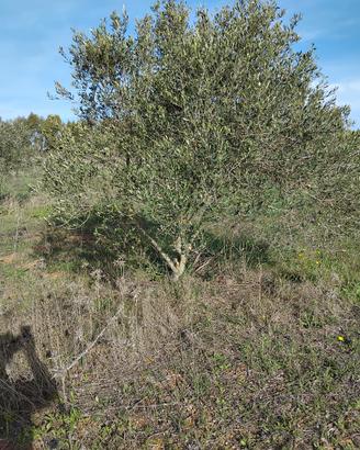 Piante Ulivo