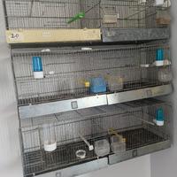 Gabbie uccelli 90×30