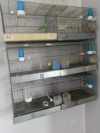 Gabbie uccelli 90×30