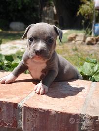 Pitbull tricolor e blue nose