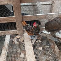 Splendidi pulcinotti araucana,moroseta,audlstralor