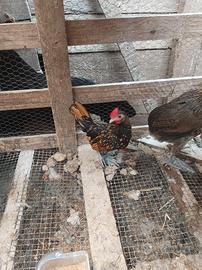 Splendidi pulcinotti araucana,moroseta,audlstralor