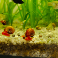 Lumache d'acqua dolce planorbis