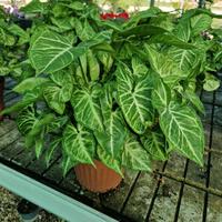 Syngonium podophyllum