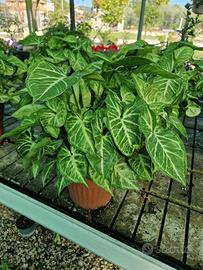 Syngonium podophyllum