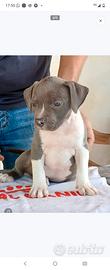 Amstaff