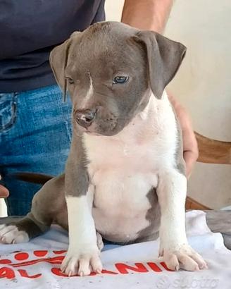Amstaff