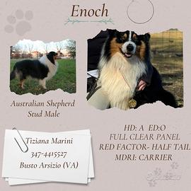 Maschio Australian Sheperd per monta