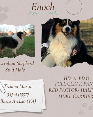 Maschio Australian Sheperd per monta