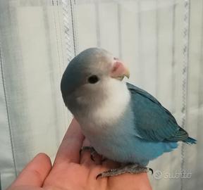 Pensione per pappagalli zona Nord Milano