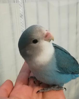 Pensione per pappagalli zona Nord Milano