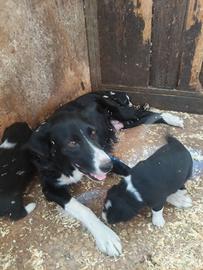 Cuccioli di border selezione da lavoro