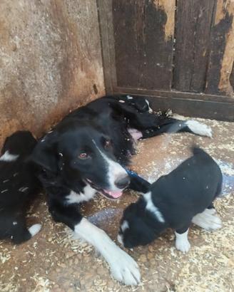 Cuccioli di border selezione da lavoro