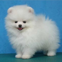 Spitz di Pomerania mini