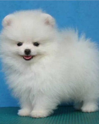 Spitz di Pomerania mini