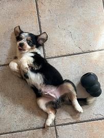 Cucciolo pastore australiano