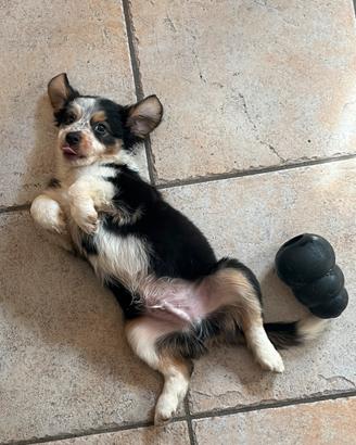 Cucciolo pastore australiano