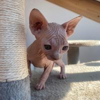 Sphynx femmina bianca