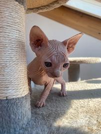 Sphynx femmina bianca