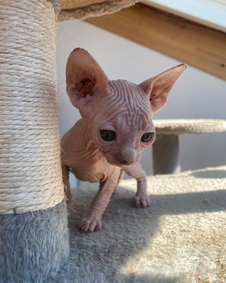 Sphynx femmina bianca