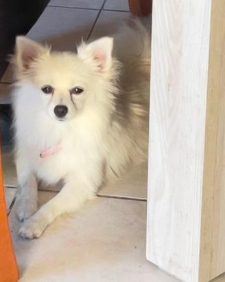 Cucciolo Spitz Pomerania X volino italiano 8 mesi