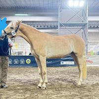 Haflinger femmina 2 anni